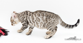 silber rosetted Bengal